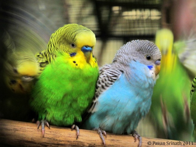 28198360-Budgies_from_Mysore