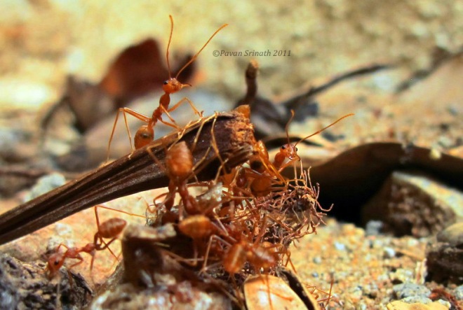 Weaver ants.