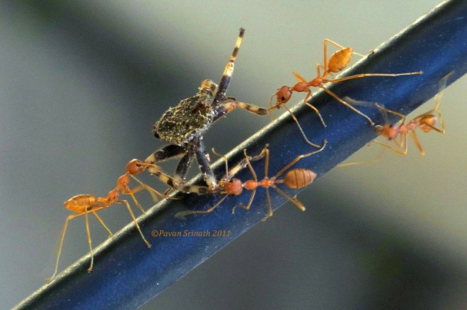 29363516-Weaver_ant_with_kill